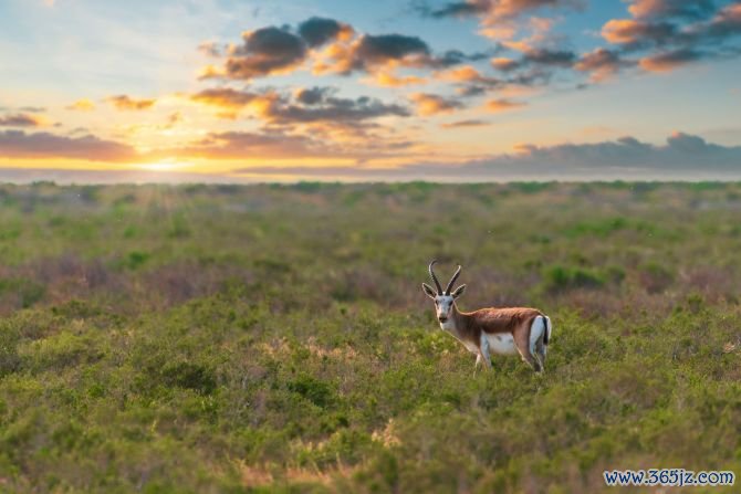 Shirvan National Park in southeast Azerbaijan is a birdwatching paradise. It is also home to the elegant goitered gazelle.