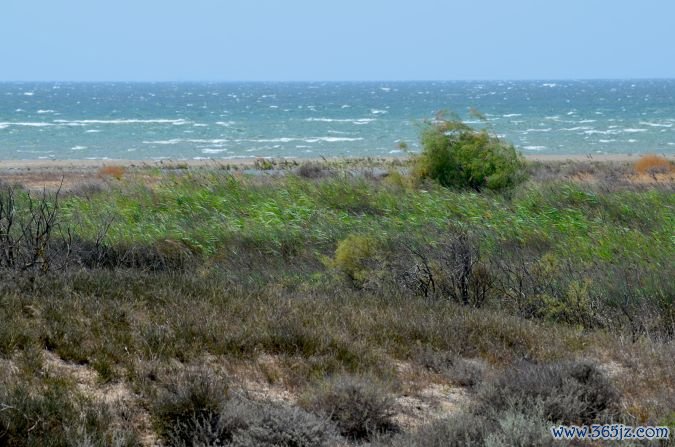 Absheron National Park, near Baku, is another wildlife hotspot, where if you're lucky, you might see a rare Caspian seal popping its head out of the sea. 