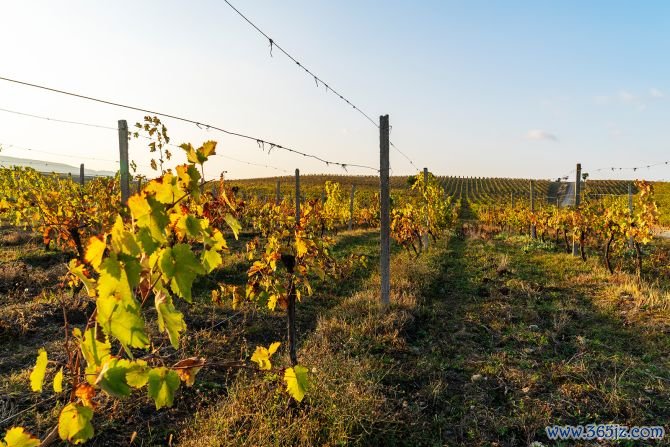 Azerbaijan's ancient tradition of winemaking continues today, with the ripe grapes harvested during fall. 